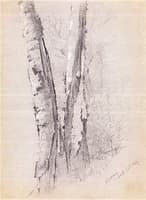 Study of Birch Trunks