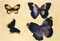 Butterflies