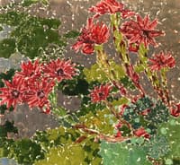 Sempervivum
