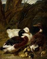 A Group of Ducks