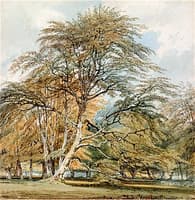 Beech Trees at Norbury Park, Surrey