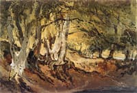 A Beech Wood
