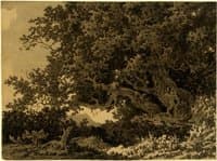 Study of Oaks