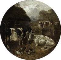 Cows