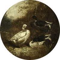 Ducks