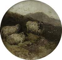 Sheep