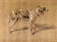 A Dog