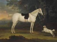 Portrait of Cygnet, a grey horse, with a white spaniel in a landscape