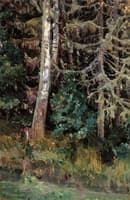 Fir Trees