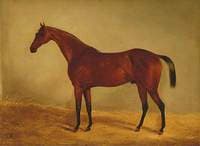 Study of the Horse 'B. G.', West Australian Winner of the Derby and St Leger 1853