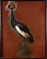 Study of a Crowned Crane