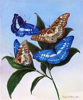 Murphy Cypris
