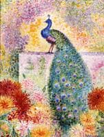 A Peacock