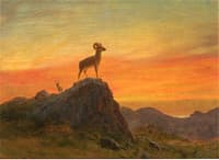 Rocky Mountain Sheep