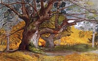 Oak Trees, Lullingstone Park
