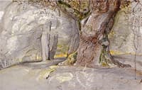 Oak Tree and Beech