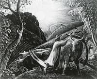Young Man Yoking an Ox