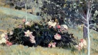 Peonies