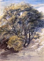 The Willow
