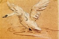 Study of a Swan Rising from the Water