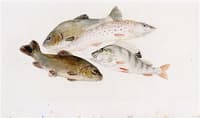Study of Fish: Two Tench, a Trout and a Perch