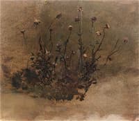 Wild Flowers