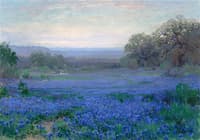 A Blue Bonnet Field