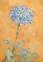 Chrysanthemum