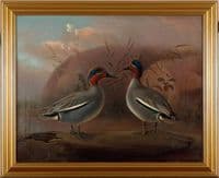 Two Male Teals by the Water
