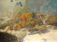 On the Bahama Banks, Spade Fish and Rock Grouper