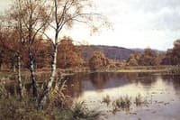 Late Autumn Solitude
