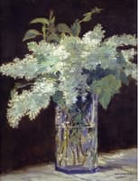 White Lilac