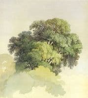 The crowns of the trees