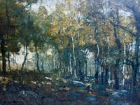 Forest Interior