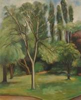 Beech Trees