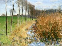 Swamp in Miss-sur-Yonne