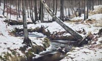 Stream in the Winter Forest