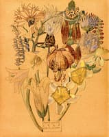 Mont Louis, Flower Study