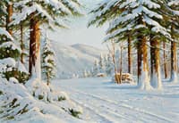 Forest in the Snow