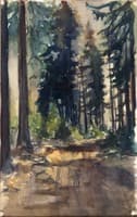 Sunlit Forest Path