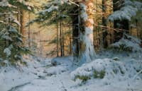 Forest in Winter