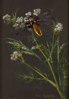 Umbrella plants and meadow herbs with dragonfly