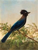 Steller's Jay
