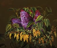 Lilac and barberry
