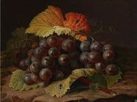 A cluster of blue grapes