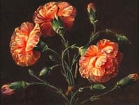 Carnations
