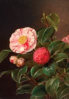 Camelias