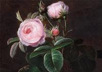 Pink roses