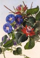 Passionflowers and hummingbird