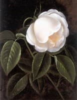 A white rose